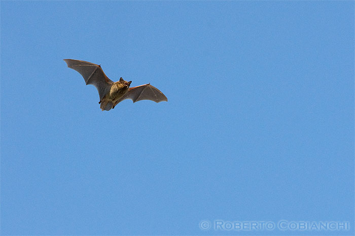 pipistrello in volo